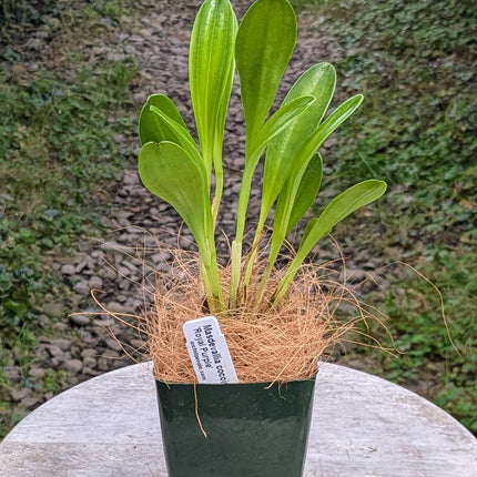 Masdevallia coccinea 'Royal Purple'