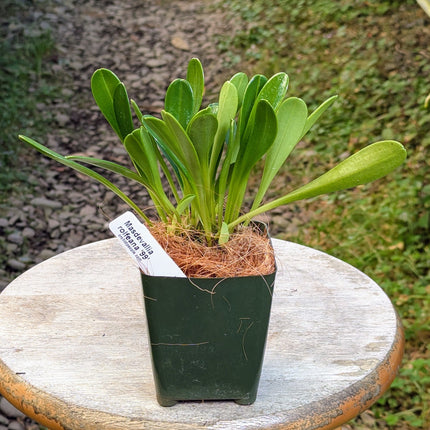 Masdevallia rolfeana