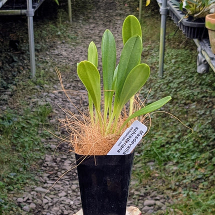 Masdevallia schroederiana