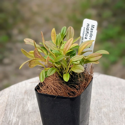 Masdevallia nidifica - Orchids for the People