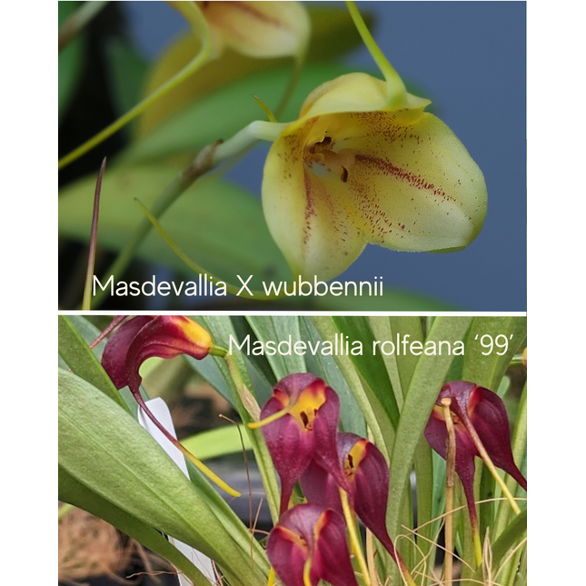 Masdevallia (Xwubbenii x rolfeana '99') (011150) - Orchids for the People
