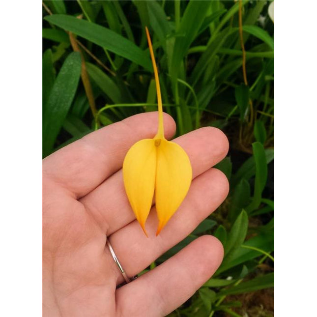 Masdevallia coccinea 'Wayne Miller' AM/AOS - Orchids for the People
