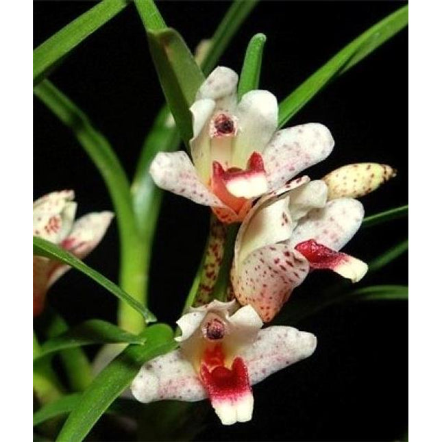 Maxillaria arbuscula - Orchids for the People
