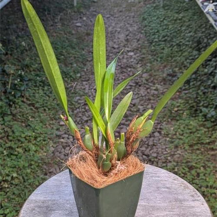 Maxillaria variabilis Red Form - Orchids for the People