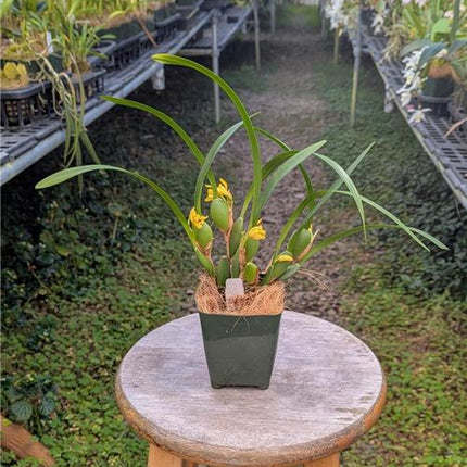 Maxillaria variabilis Yellow Form - Orchids for the People