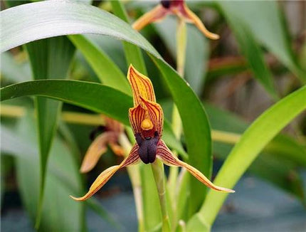 Maxillaria praestans - Orchids for the People