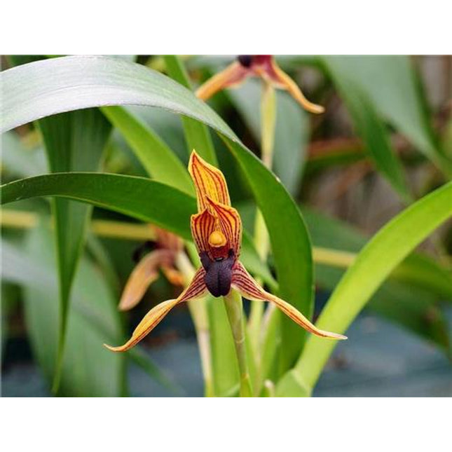Maxillaria praestans - Orchids for the People