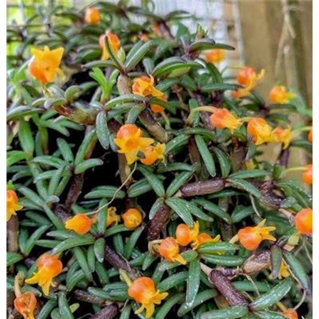 Mediocalcar decoratum - Orchids for the People