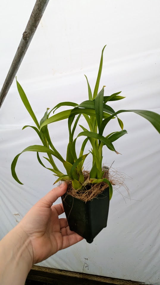 Miltonia Hybrid (010692 & 010695)