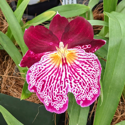 Miltoniopsis Breathless 'Beauty' - Orchids for the People
