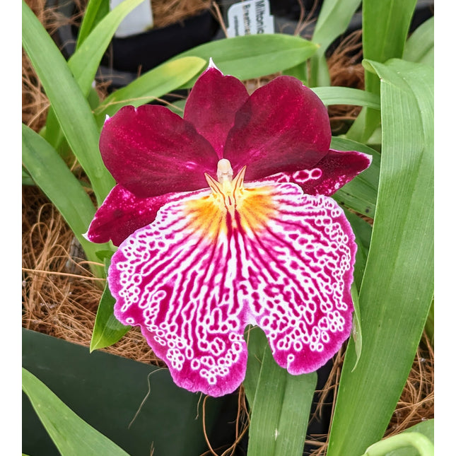 Products Orchids for the People