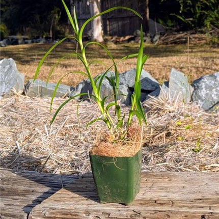 Neobenthamia gracilis - Orchids for the People