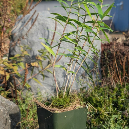 Oerstedella schweinfurthiana (syn Epidendendrum schweinfurthianum) - Orchids for the People