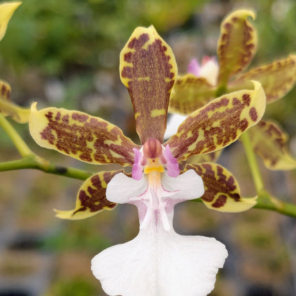 Compot:  Oncidium leuchochilum