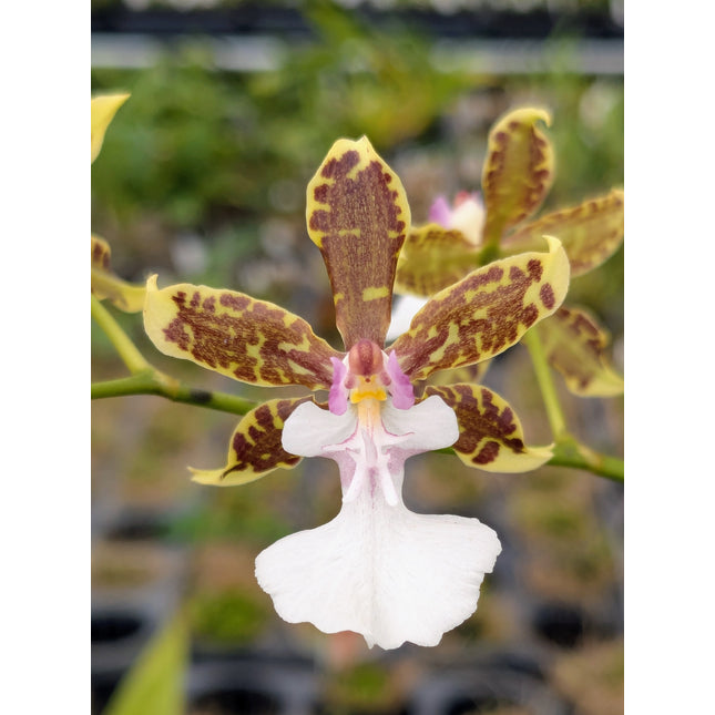 Compot:  Oncidium leuchochilum