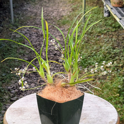 Ornithophora radicans