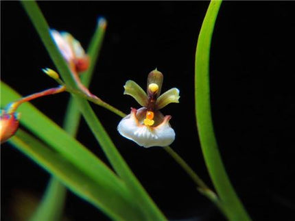 Ornithophora radicans