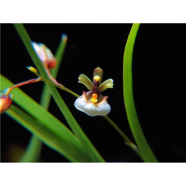 Ornithophora radicans - Orchids for the People