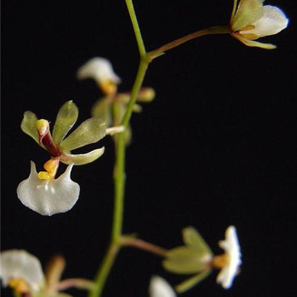 Ornithophora radicans