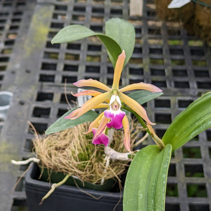 Cattleya Interglossa x Panarica brassavolae