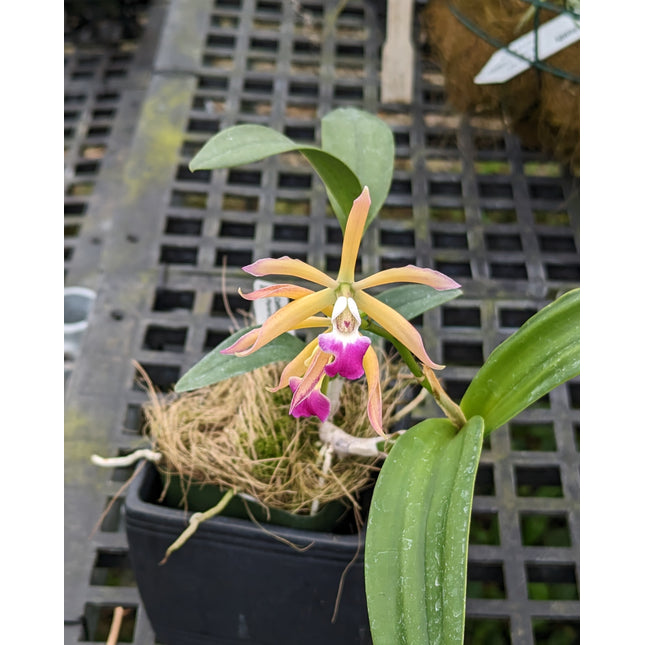 Cattleya Interglossa x Panarica brassavolae - Orchids for the People