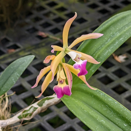 Cattleya Interglossa x Panarica brassavolae