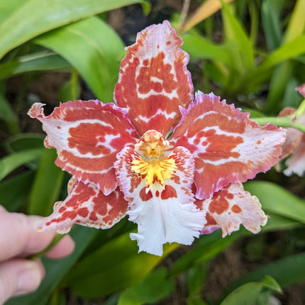 Oncidium Hybrid Special