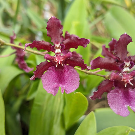 Oncidium Hybrid Special