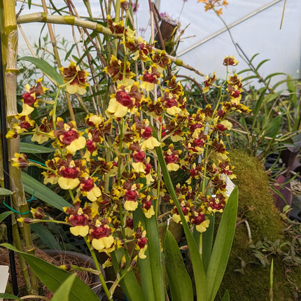 Oncidium Hybrid Special