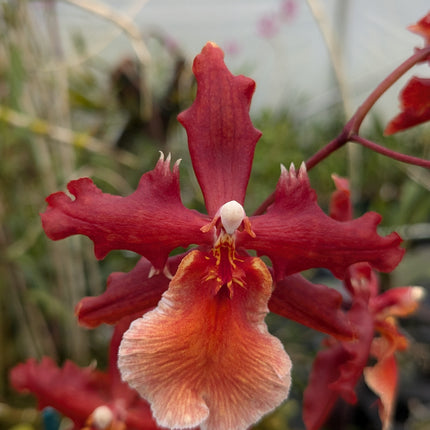 Oncidium Hybrid Special