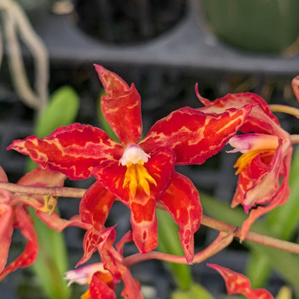 Oncidium Hybrid Special