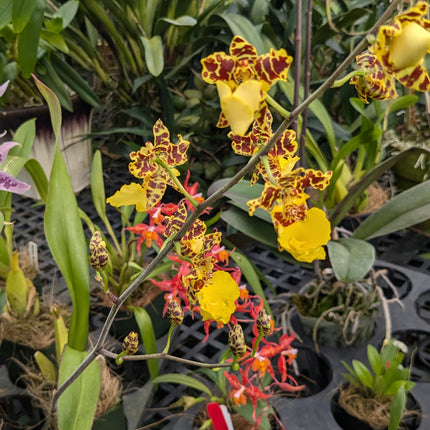 Oncidium Hybrid Special