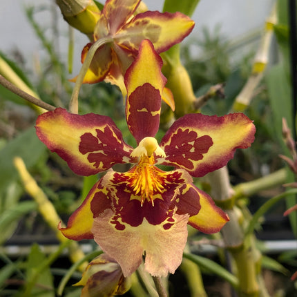 Oncidium Hybrid Special