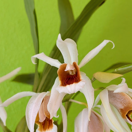 Coelogyne Lyme Bay
