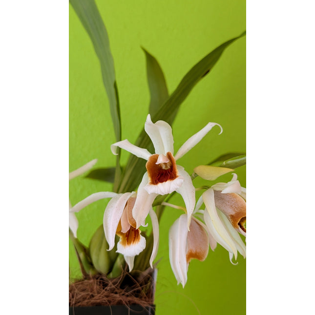 Coelogyne Lyme Bay
