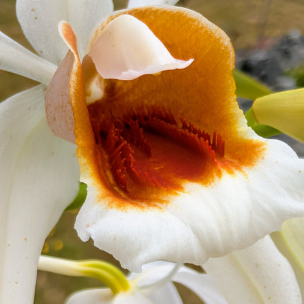 Coelogyne Lyme Bay