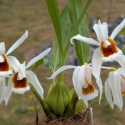 Coelogyne Lyme Bay