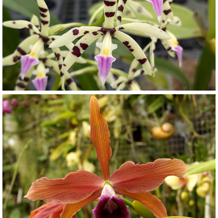 Compot:  Panarica primatocarpa x Laelia tenebrosa