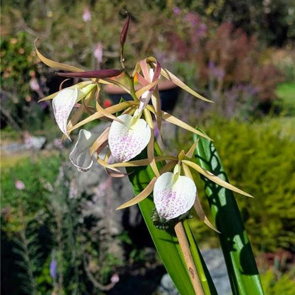 Panarica brassavolae x Brassavola nodosa - Orchids for the People