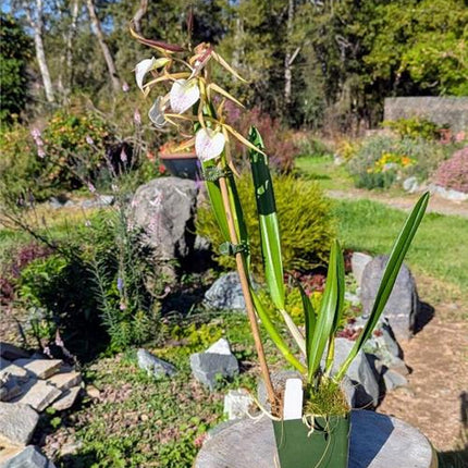 Panarica brassavolae x Brassavola nodosa - Orchids for the People