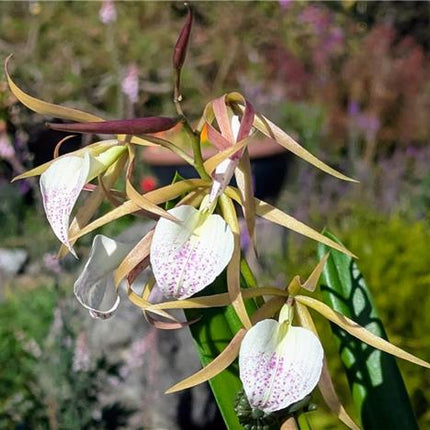Panarica brassavolae x Brassavola nodosa - Orchids for the People