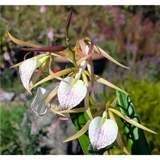 Panarica brassavolae x Brassavola nodosa - Orchids for the People