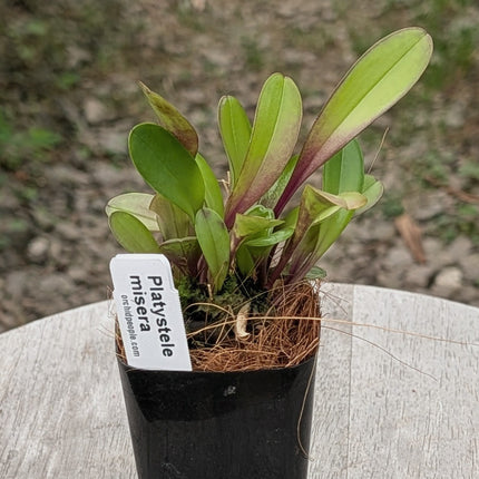 Platystele misera - Orchids for the People