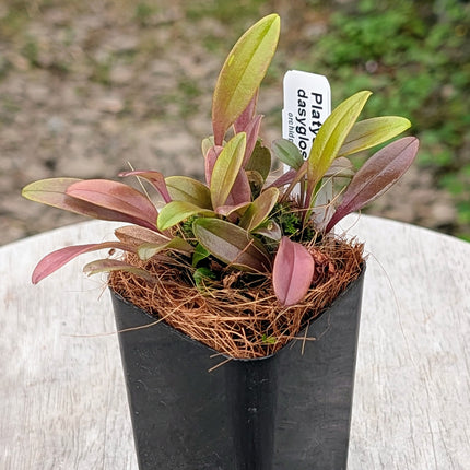 Platystele dasyglossa - Orchids for the People