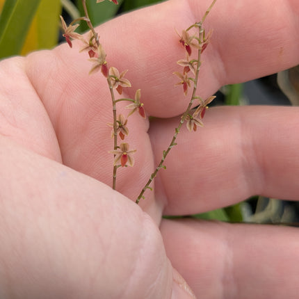 Platystele misera - Orchids for the People