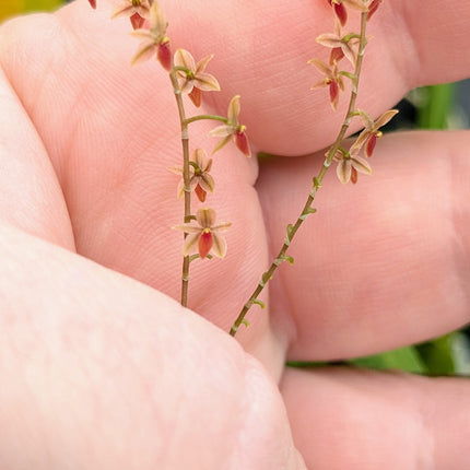 Platystele misera - Orchids for the People