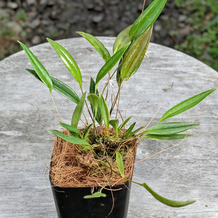 Pleurothallis eumecocaulon - Orchids for the People