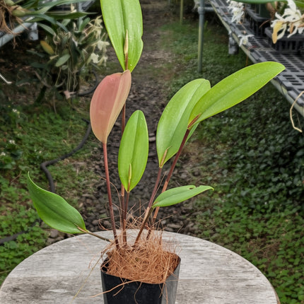 Pleurothallis hemirhoda - Orchids for the People