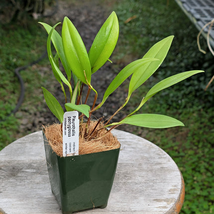 Pleurothallis pachyglossa - Orchids for the People