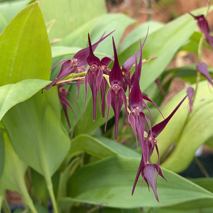 Pleurothallis phalangifera - Orchids for the People